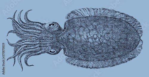 Golden cuttlefish, sepia esculenta from the Western Pacific Ocean in top view isolated on a blue background, after an antique illustration from the 19th century