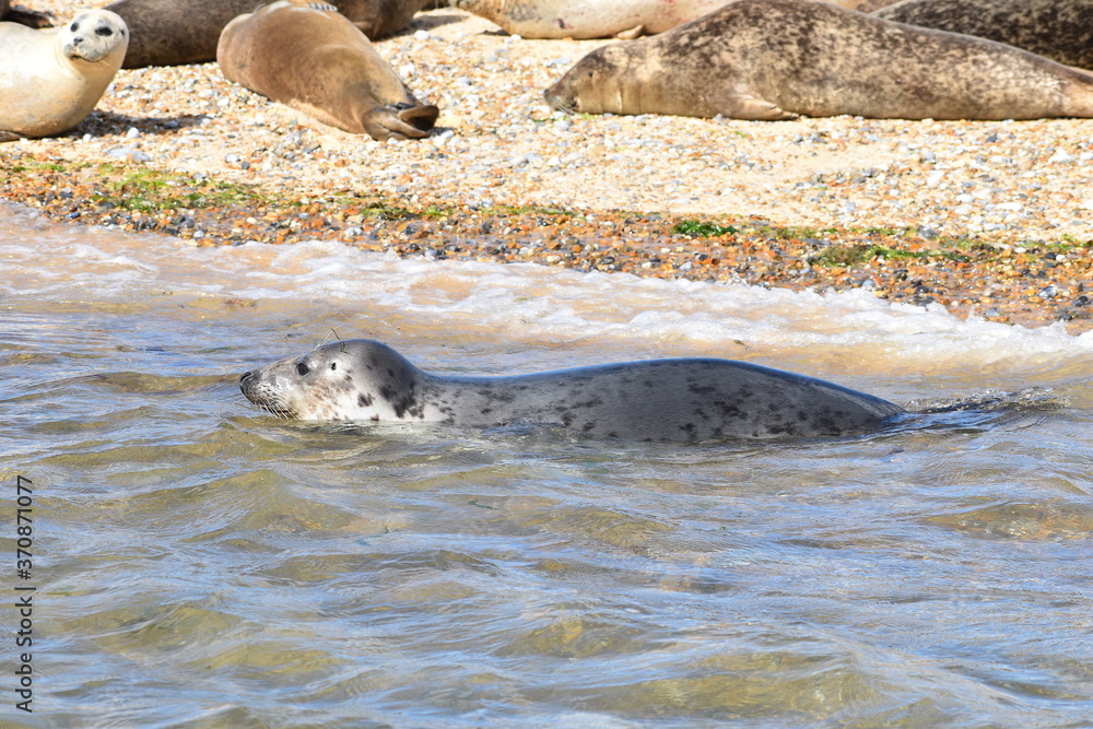 Fototapeta premium Common seal swimming along UK shore It has large powerful fat body with relatively small flippers and head with big eyes and nostrils which are close together Its mouth is full of tiny but sharp teeth