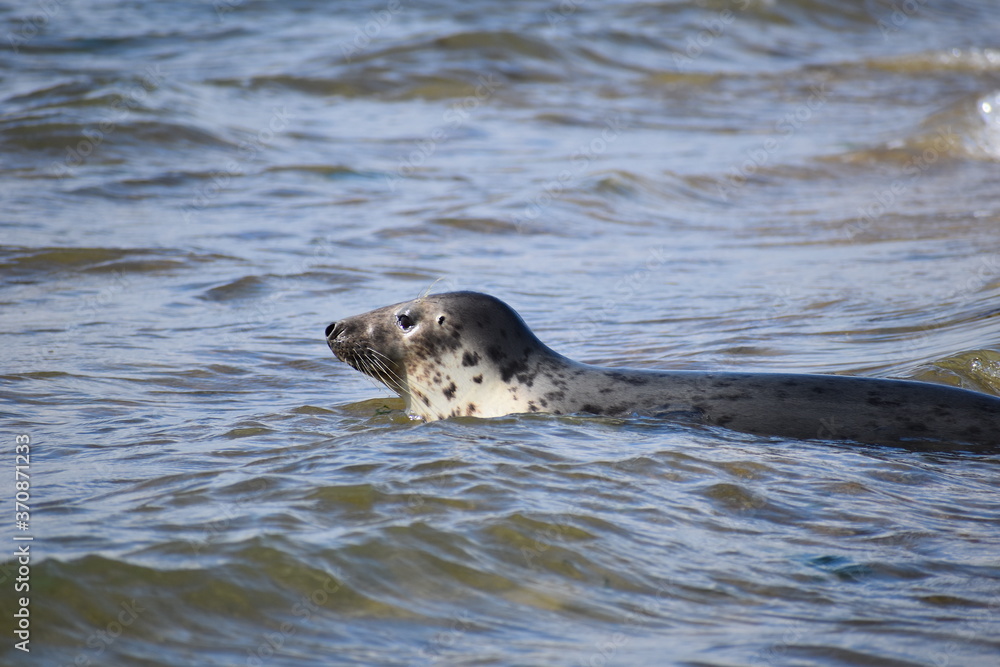 Fototapeta premium The common seal swimming along the British coast in colder north European waters It feeds itself on squid and fish with all species being taken It may also consume crabs lobsters and tiny marine birds