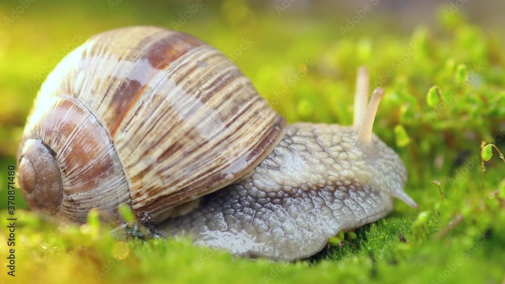 Helix pomatia also Roman snail, Burgundy snail Helix pomatia also Roman snail, Burgundy snail