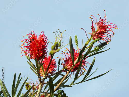 Close-up of some strange and beautiful flowers (Grevilleas), brightly colored, which has long green leaves. Sunlit scene on a clear, sunny, blue sky day.