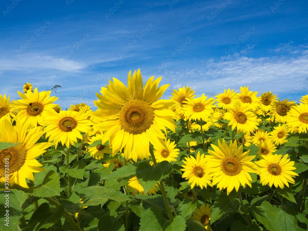 Fototapeta premium Sunflowers in Bloom at Colby Farm
