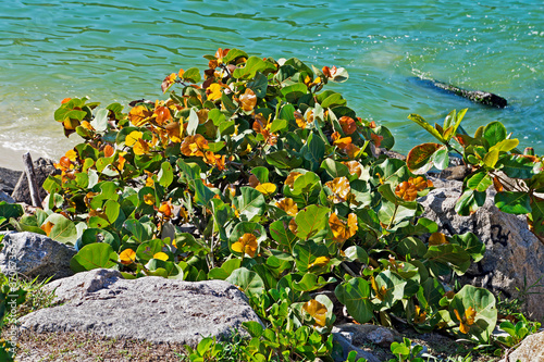 Coastal vegetation, Barra da Tijuca, Rio