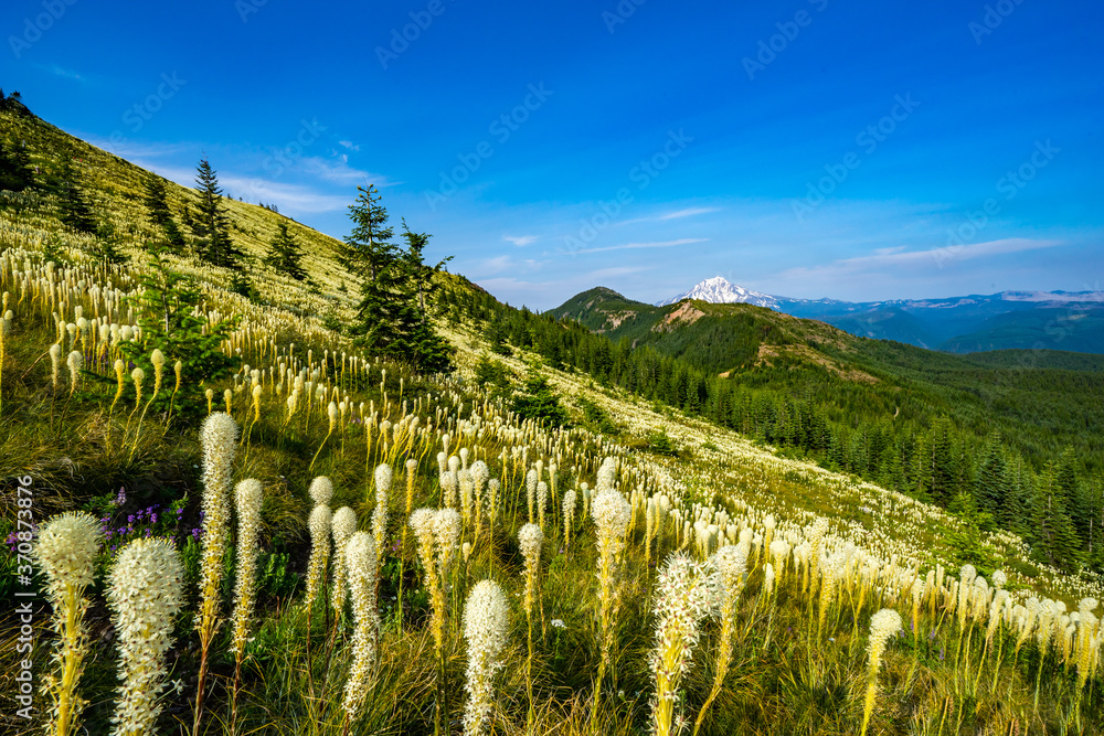 Coffin Mountain with beargrass in foreground. Mt. Jefferson in background. Oregon. Coffin Mountain with beargrass in foreground. Mt. Jefferson in background. Oregon.