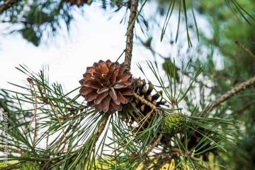 Old and young cones on a pine branch. Selective focus.