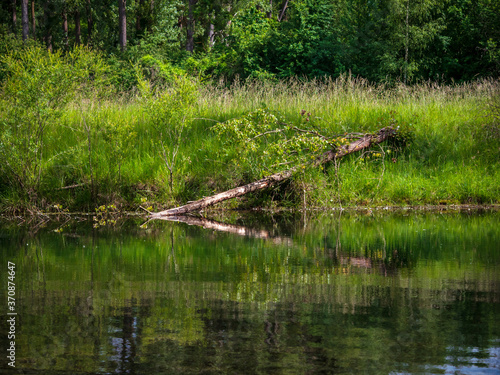 A river in the forest under the shade of trees, a natural river. Summer.