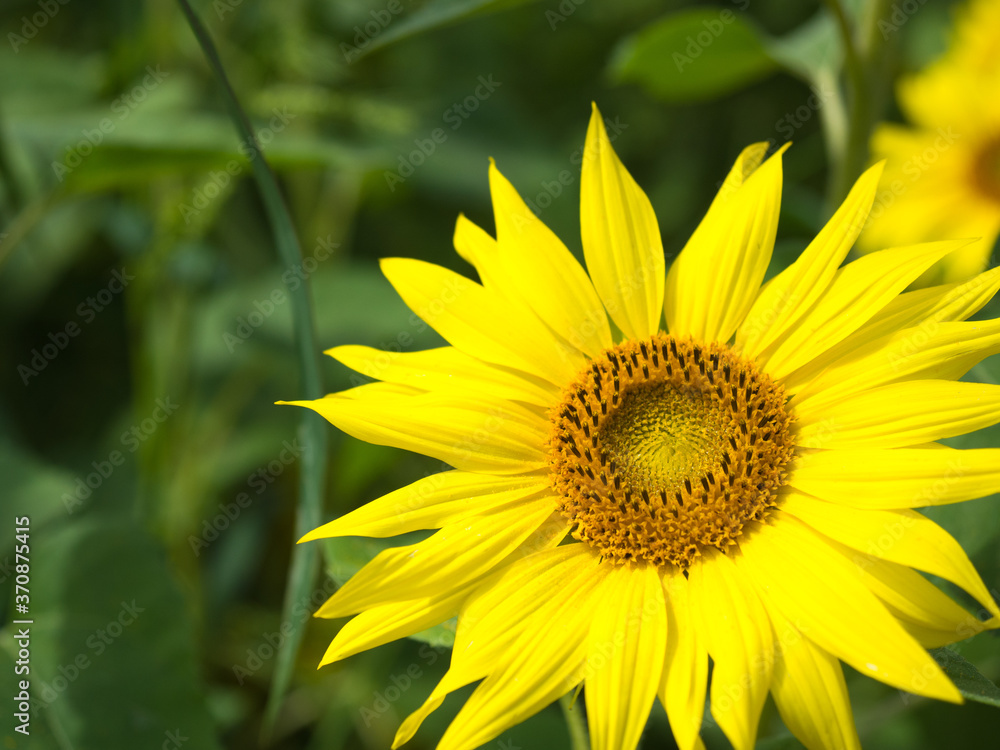 Sunflower close up at the farm Sunflower close up at the farm