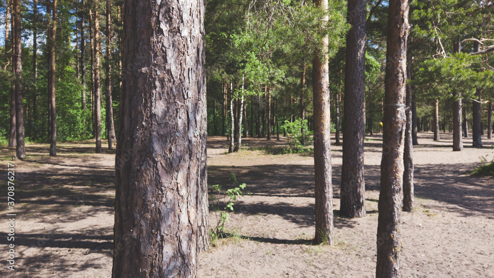 Pine tree trunks. evergreen forest. dry bark Pine tree trunks. evergreen forest. dry bark
