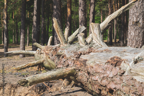 Trunk of a fallen dry tree. pine log