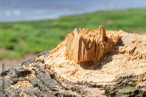 Stump of the old pine. broken dry tree