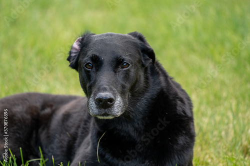 Portrait of a black labrador retriever dog looking at camera with one ear flipped up