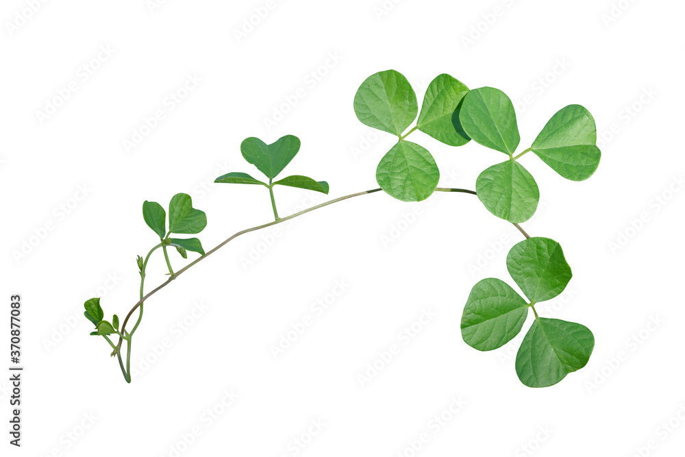 Vine plant ivy isolate on white background. Clipping path Vine plant ivy isolate on white background. Clipping path