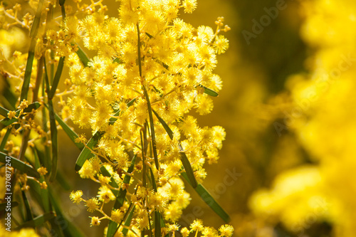 Bright and sunshine yellow, the golden wattle is an Australian native that has masses of delicate flowers that attracts both birds and insects.