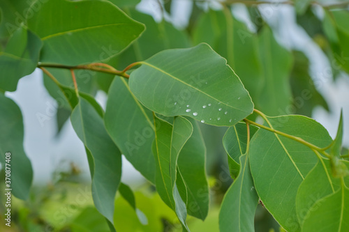 Eucalyptus leaves. branch eucalyptus tree nature background