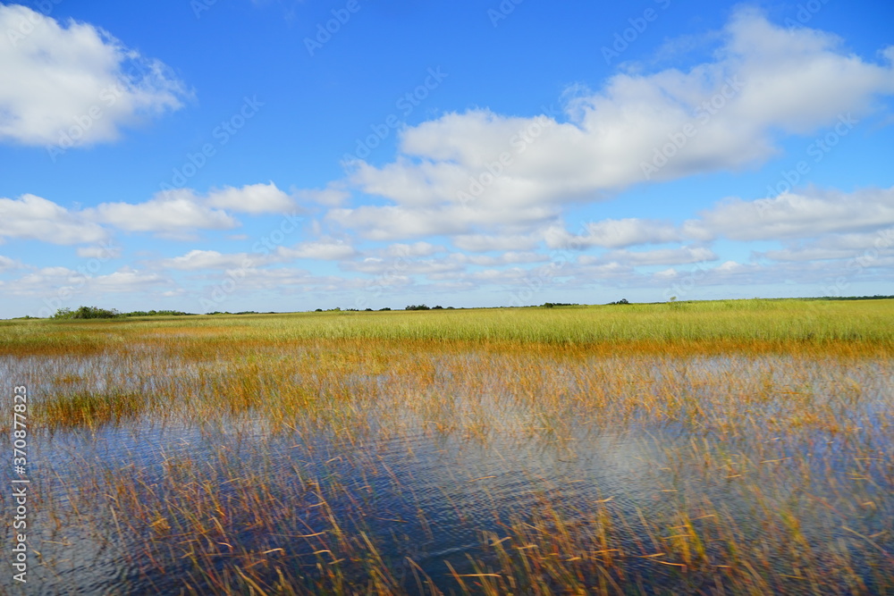 Fototapeta premium everglades national park landscape 