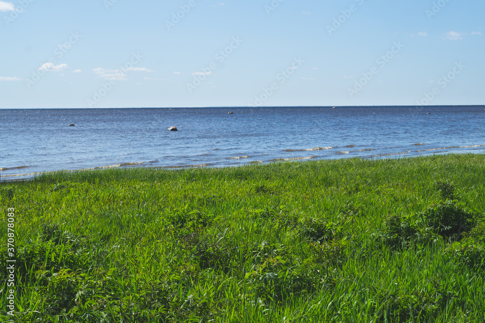 Sea shore. horizon line. green grass. overgrown coast. water surface