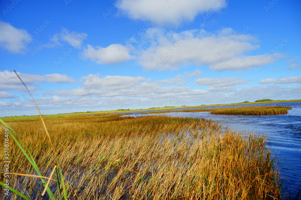 Fototapeta premium everglades national park landscape 