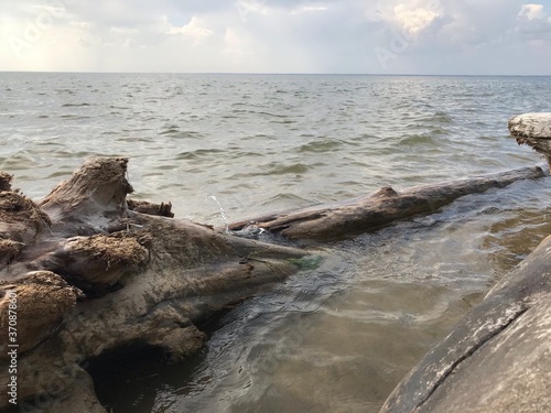 trees on the beach