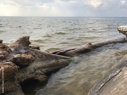 trees on the beach