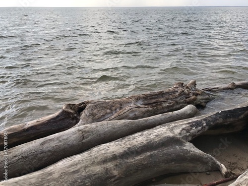 trees on the beach