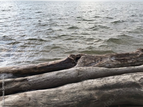 trees on the beach