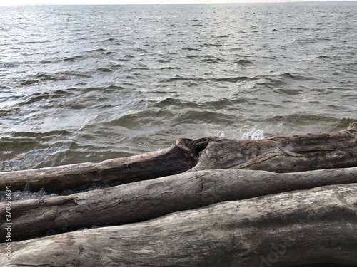 seal on the beach