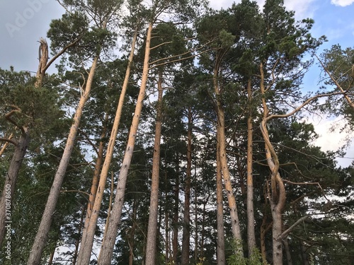 trees in the forest