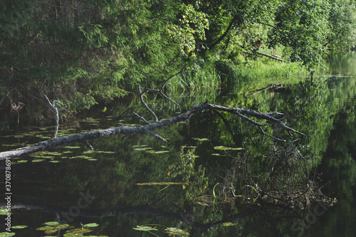 Abstract reflections of the dense forest on the calm water surface