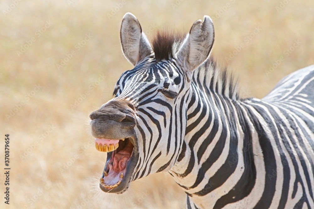 Naklejka premium Zebra teeth