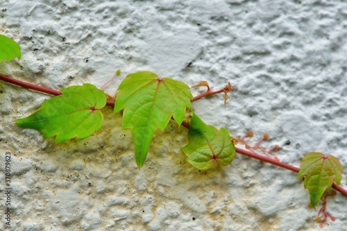 元気に成長するツル性植物の若葉 © Scott Mirror