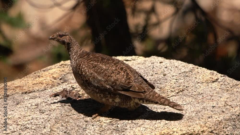a grouse in the mountains a grouse in the mountains