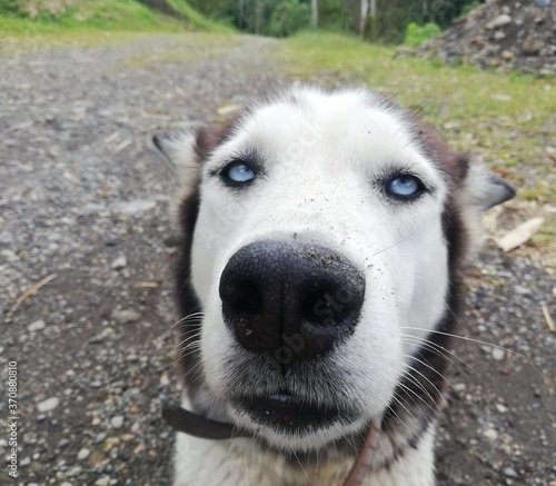 portrait of a dog