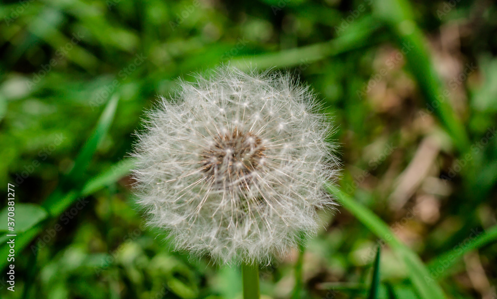dandelion white with seeds. Ripe dandelion. dandelion white with seeds. Ripe dandelion.