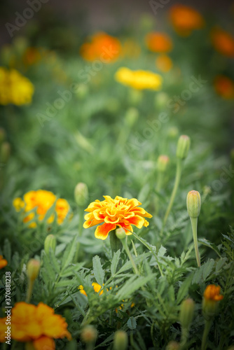 小さな黄色の花