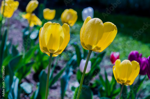 Various colorful tulips flowers blooming in a garden.