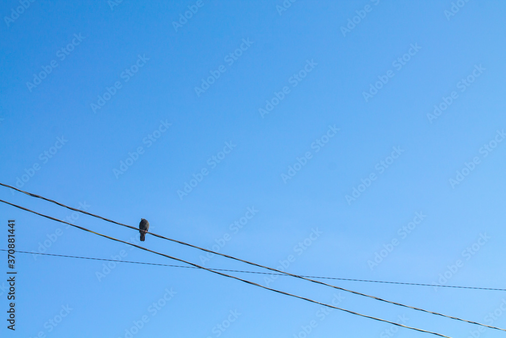 A dove sits on a power line against a blue sky. Natural background. A dove sits on a power line against a blue sky. Natural background.