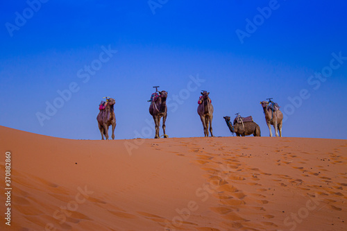 EL desierto y los camellos