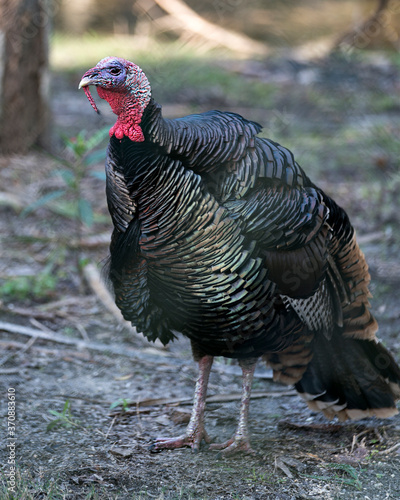 Wild turkey bird stock photos. Close-up profile view in the field displaying feathers, body, head, beak, feet, tail in its environment and habitat with a blur background. Picture. Image. Portrait. 