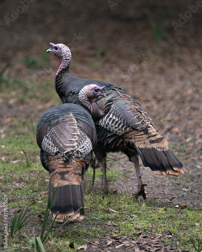 Wild turkey bird stock photos. Wild turkey couple displaying feather plumage, body, head, beak, legs, tail, in their environment and surrounding with a blur background. Image. Portrait. Picture.