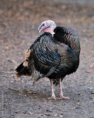 Wild turkey stock photos. Close-up profile view with blur background displaying red, green, copper, bronze and gold feathers, head, fan-shaped tail, wattles on the throat, legs, eye in its habitat.