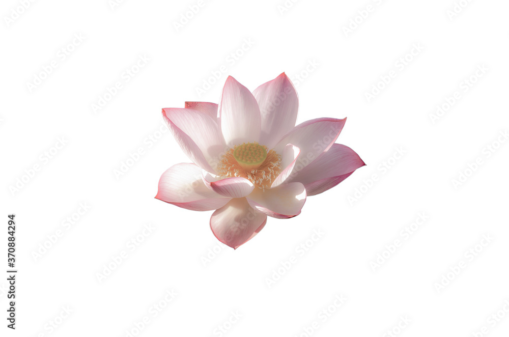 Beautiful pink lotus flower isolated on white background Beautiful pink lotus flower isolated on white background