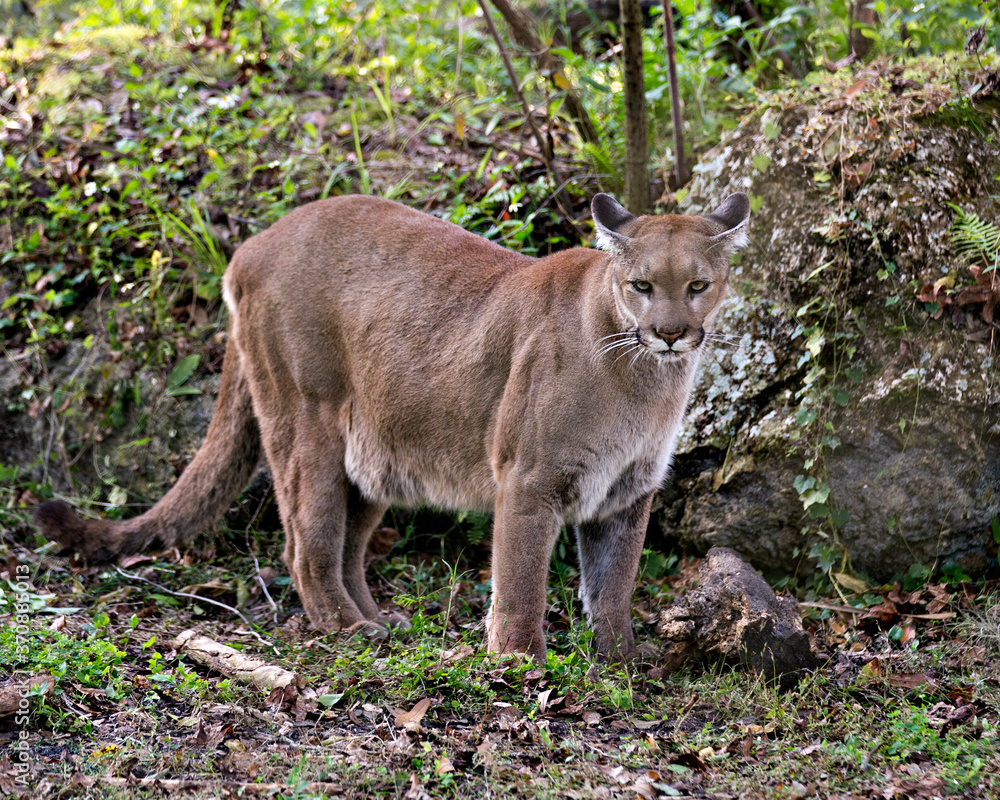 Fototapeta premium Panther Florida animal stock photos. Panther Florida animal close-up profile view looking at the camera with a foliage background