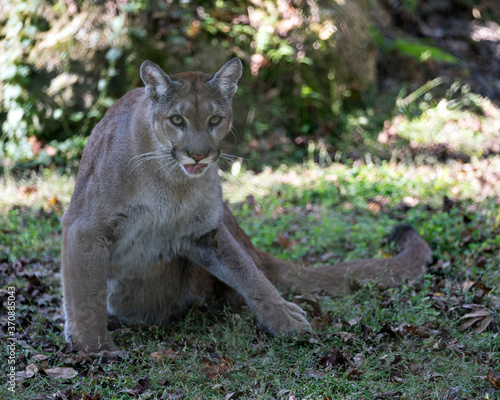 Florida Panther Stock Photos.  Florida Panther sitting on grass in its habitat with a blur background, displaying open mouth, tongue, brown fur, body, head, ears, eyes, nose, whiskers, paws, tail. 