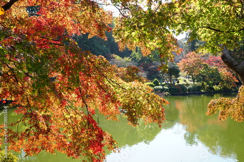 井の頭公園の紅葉 © しげ山のshige