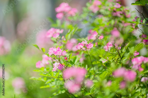 beautiful pink flowers in spring