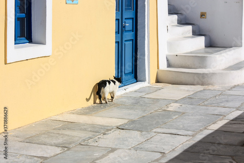 A black-white cat walk in the old colorful street of Fira, Santorini