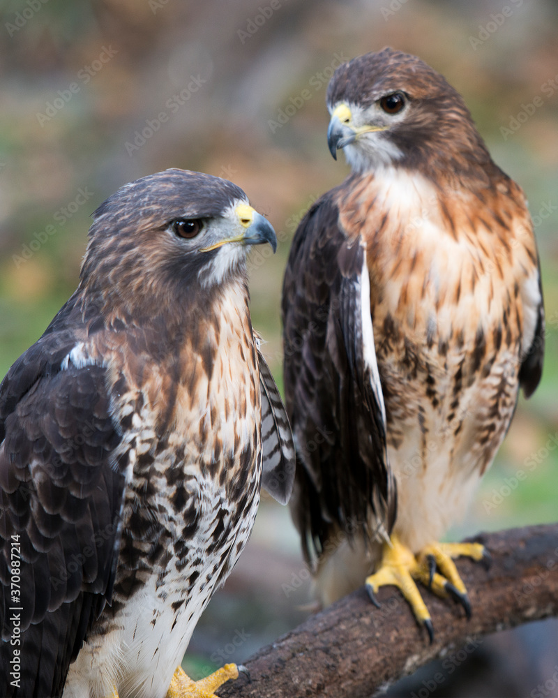 Hawk bird stock photo. Hawk birds perched displaying brown feather plumage, bodies, head, eye, beak, blur background in its habitat and environment. Image. Picture. Portrait. Photo. Hawk bird stock photo. Hawk birds perched displaying brown feather plumage, bodies, head, eye, beak, blur background in its habitat and environment. Image. Picture. Portrait. Photo.