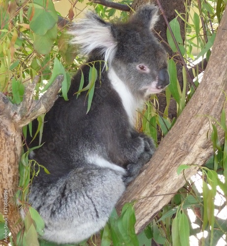 Photography Koala in a tree