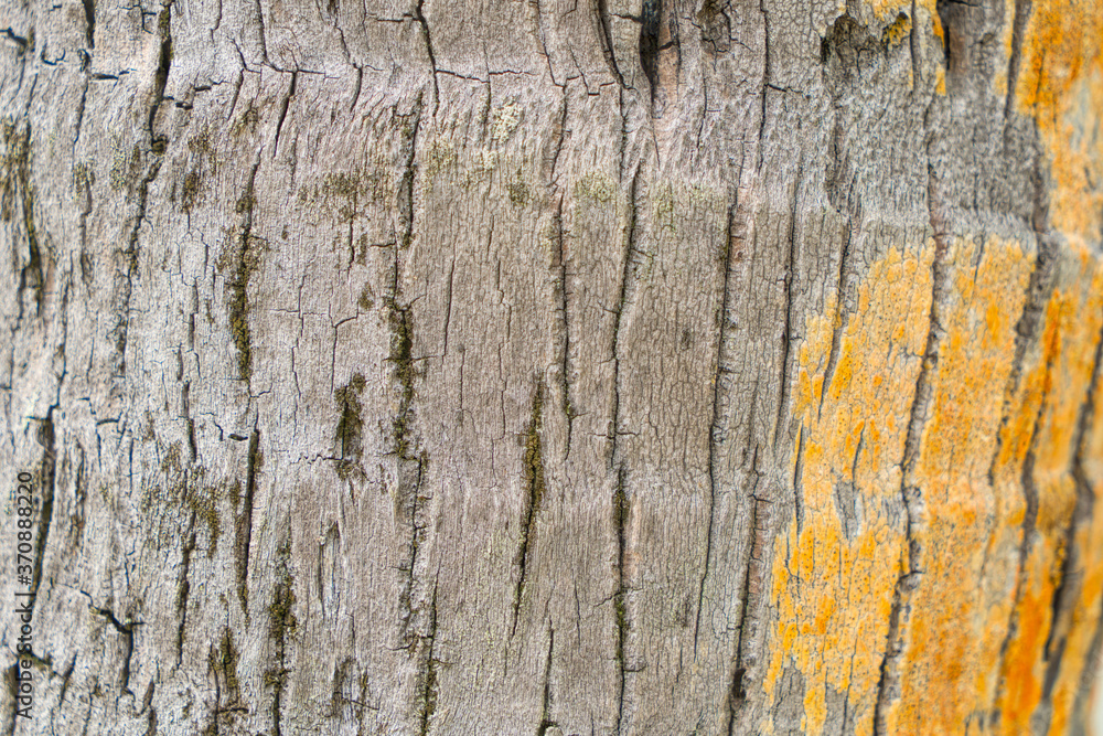 Obraz premium Closeup tree bark for designer background.