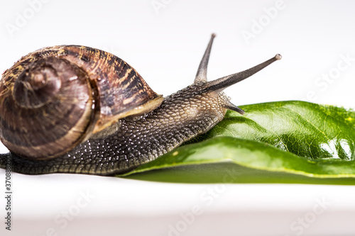 Garden Snail crawling towards green leaf on hite background